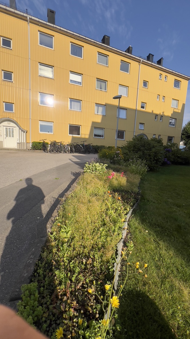 Tilgrodd bed langs fasaden før luking