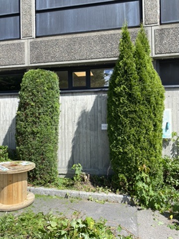 Thuja — venstre ferdig klippet, høyre før