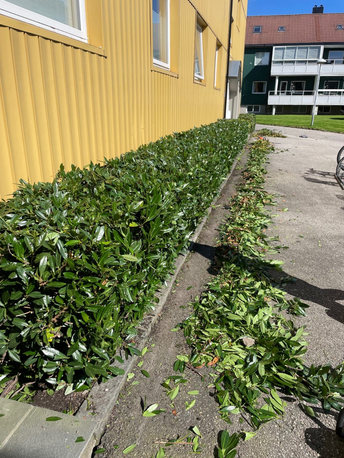 Hekkeklipp pågår — Ringøen Baller Service