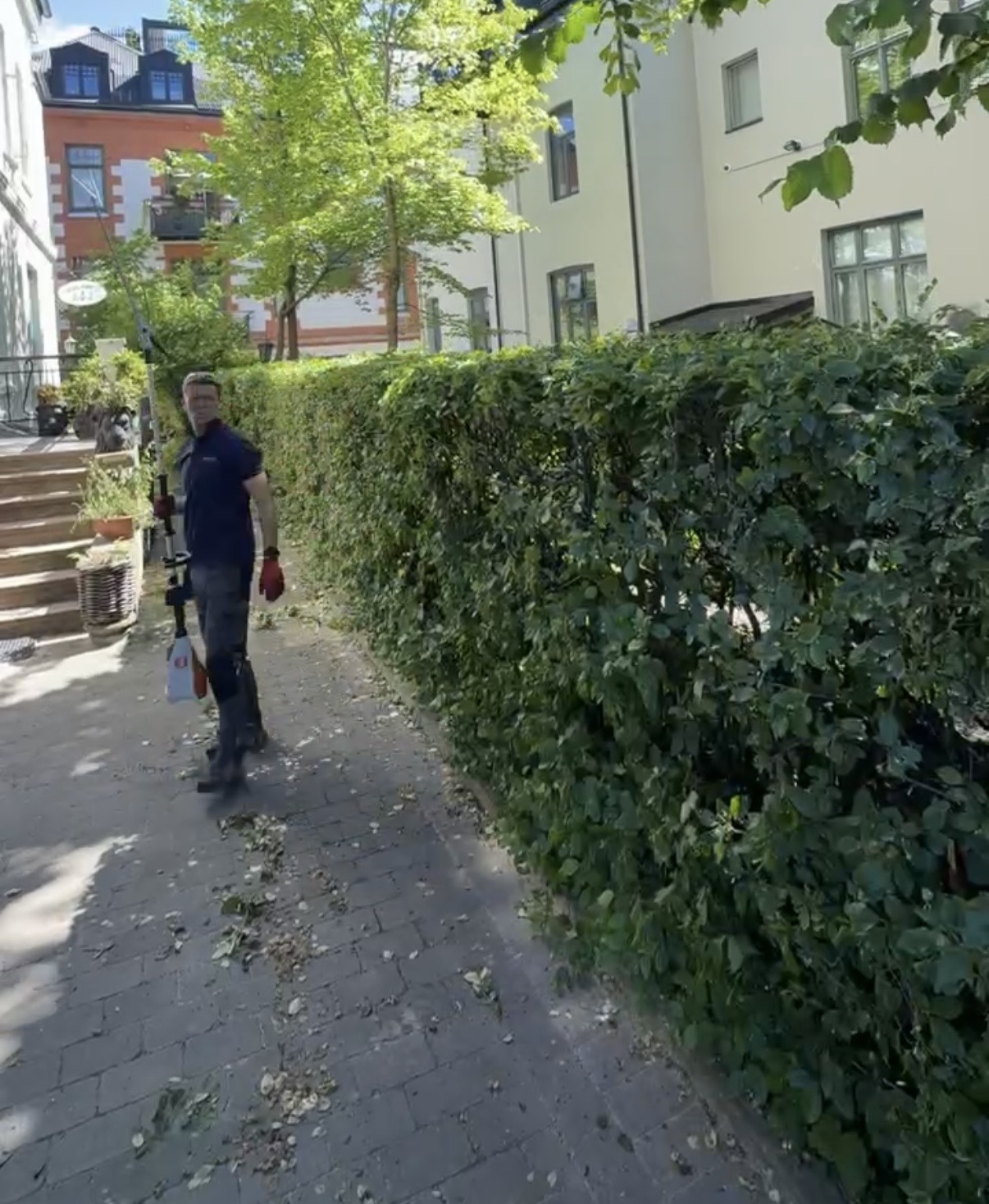 Eføyhekk før klipp